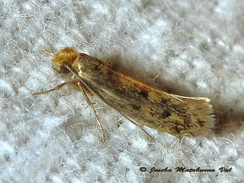 micro 1 - Niditinea fuscella Cfr  (Tineidae)